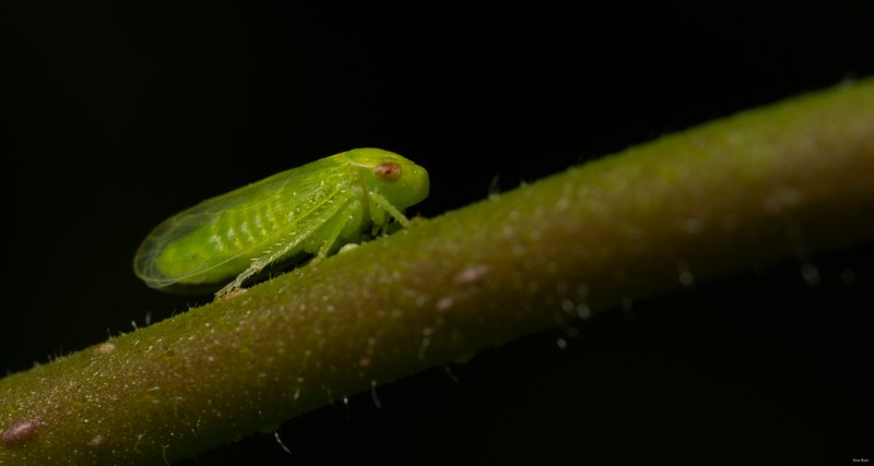 Bugs-and-beetles