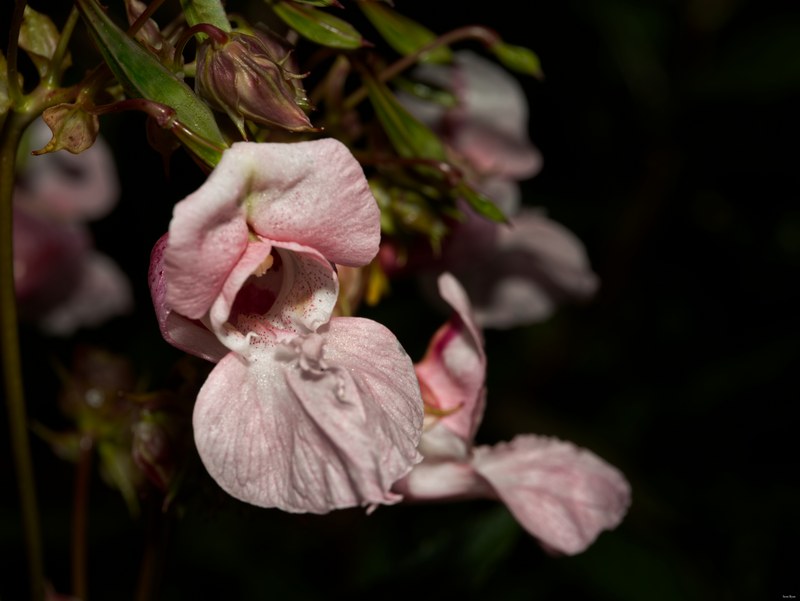 Fruits-and-flowers - SA702154.editted