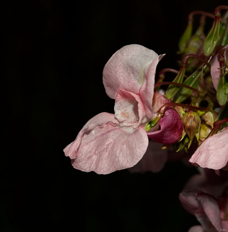 Fruits-and-flowers - SA702157.editted