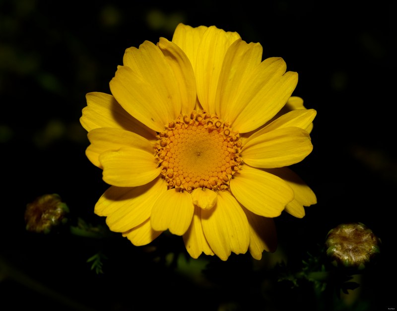 Fruits-and-flowers - SA702166.editted