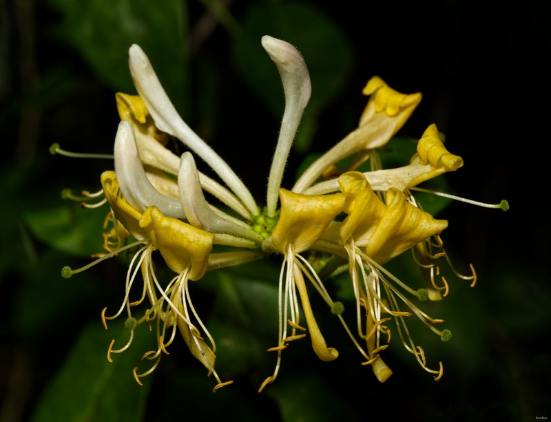 Fruits-and-flowers - SA702456.editted
