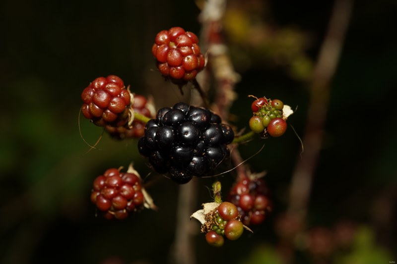 Fruits-and-flowers - SA709664.ok