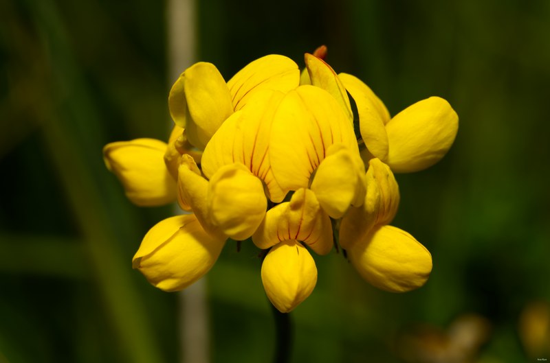 Fruits-and-flowers