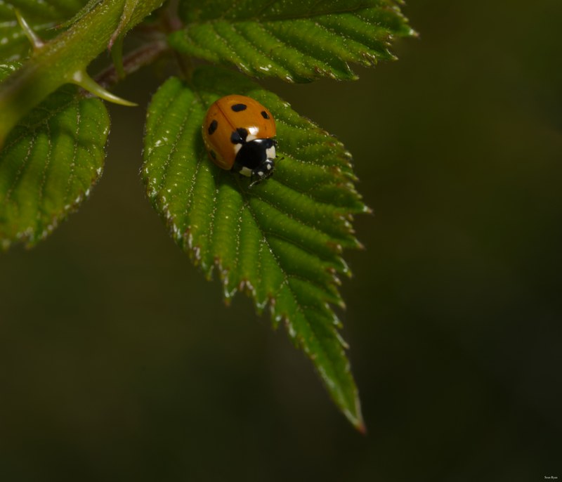Ladybirds - SA702522.editted