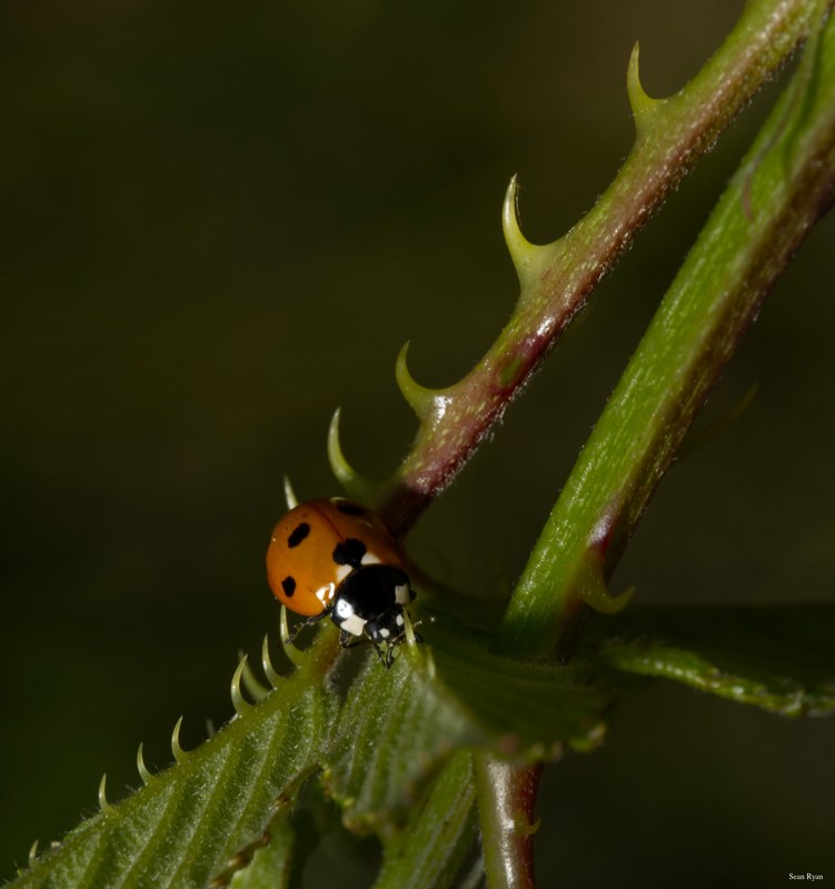 Ladybirds - SA702540.editted