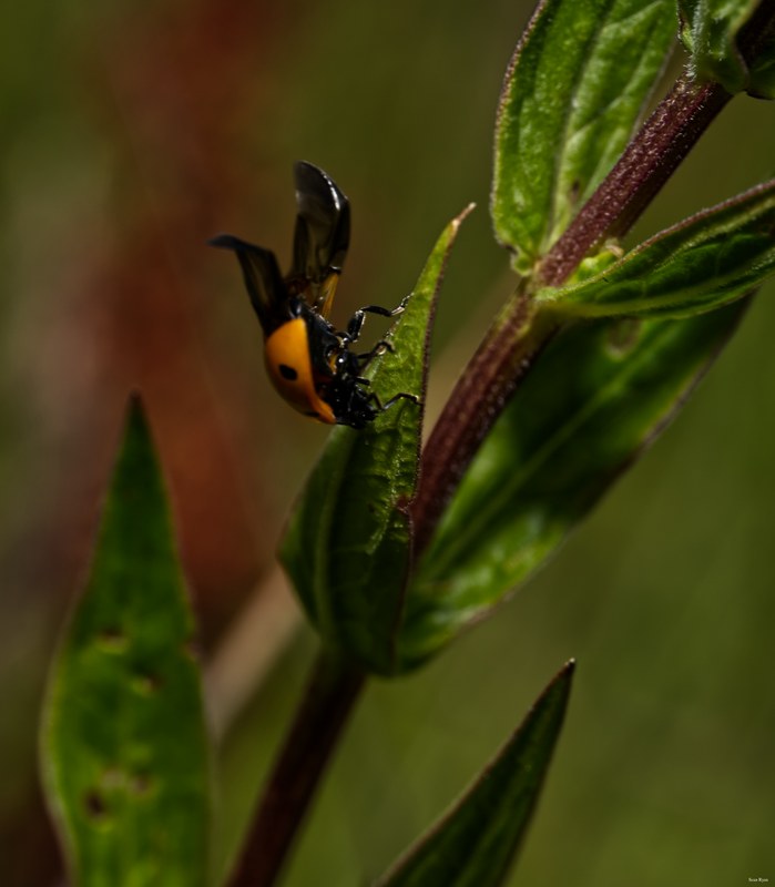 Ladybirds - SA709580.editted.2