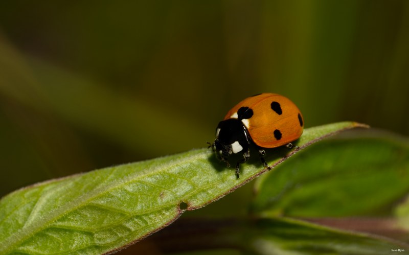 Ladybirds - SA709582.editted.2