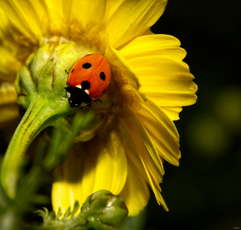 Ladybirds
