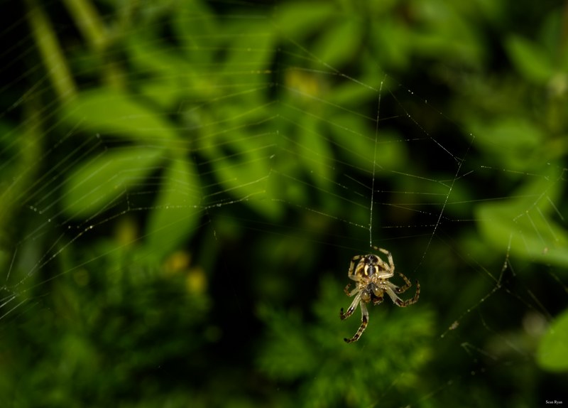 Spiders - SA702319.editted