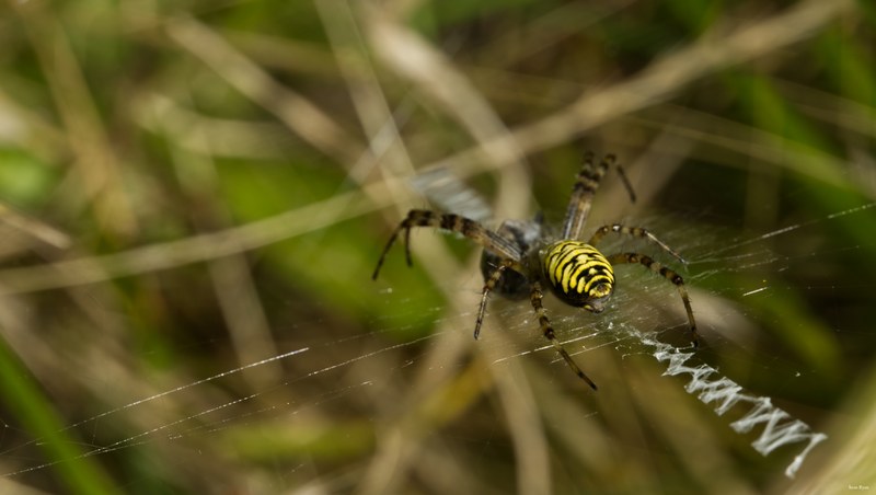 Spiders - SA702486.editted
