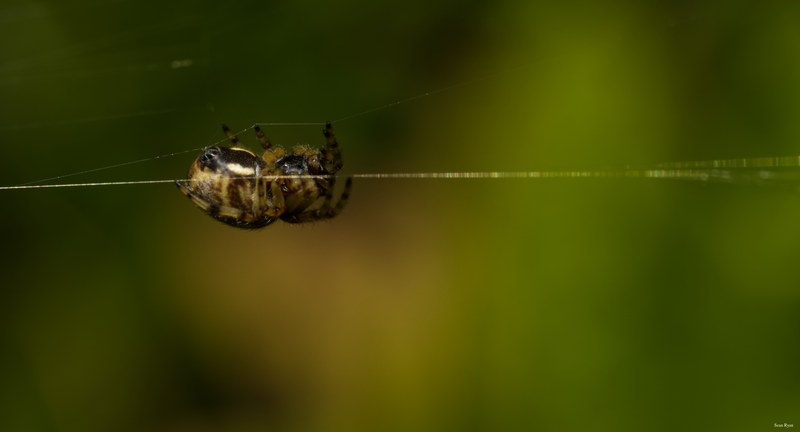 Spiders - SA709609.editted