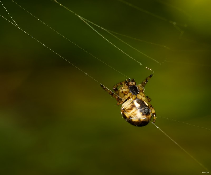 Spiders - SA709615.editted