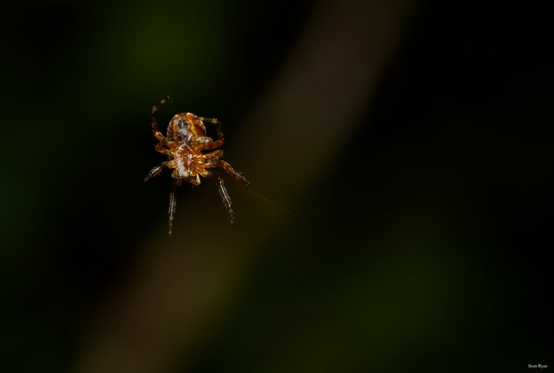 Spiders - SA709683.editted