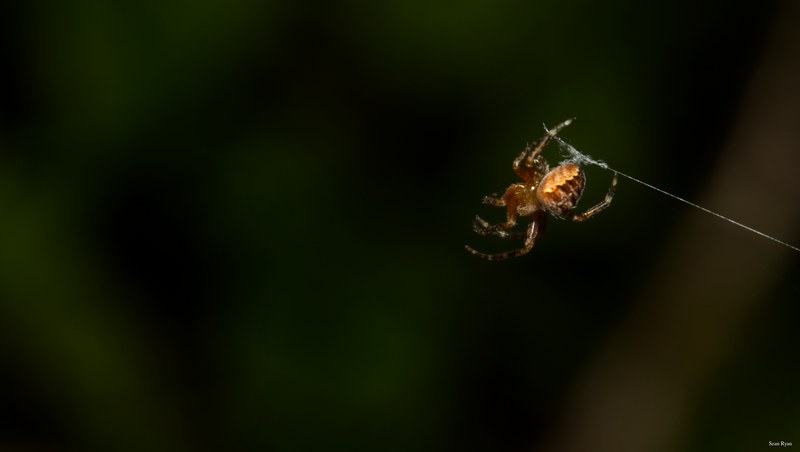 Spiders - SA709687.editted