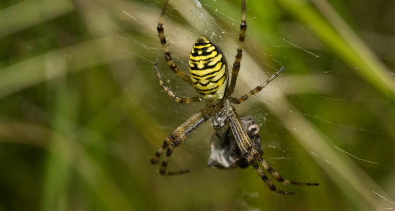Spiders