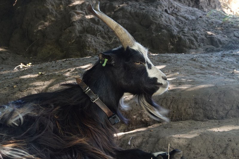 Goats - Every Day Photos