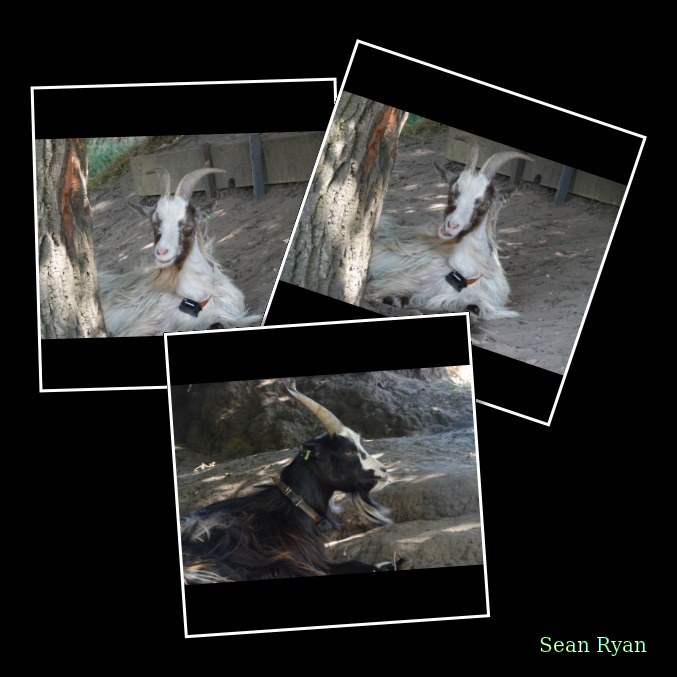 Goats - Every Day Photos