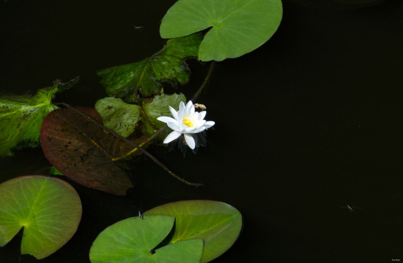 Naarden-nature - Every Day Photos