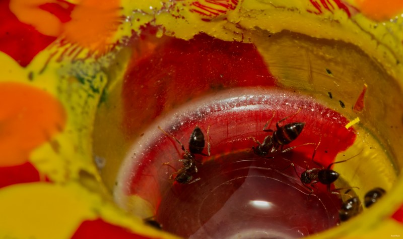 2024-08 - Vlinders Aan De Vliet - Leidschendam - SA704295.ants.editted