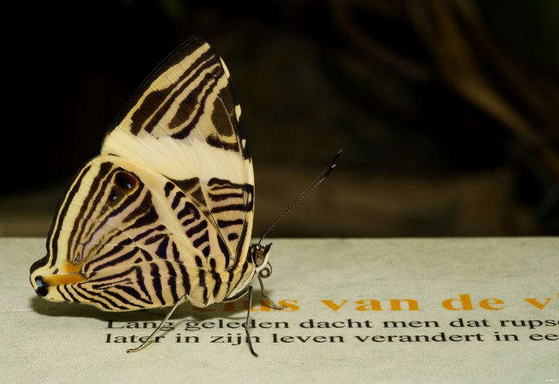 2024-08 - Vlinders Aan De Vliet - Leidschendam - Every Day Photos