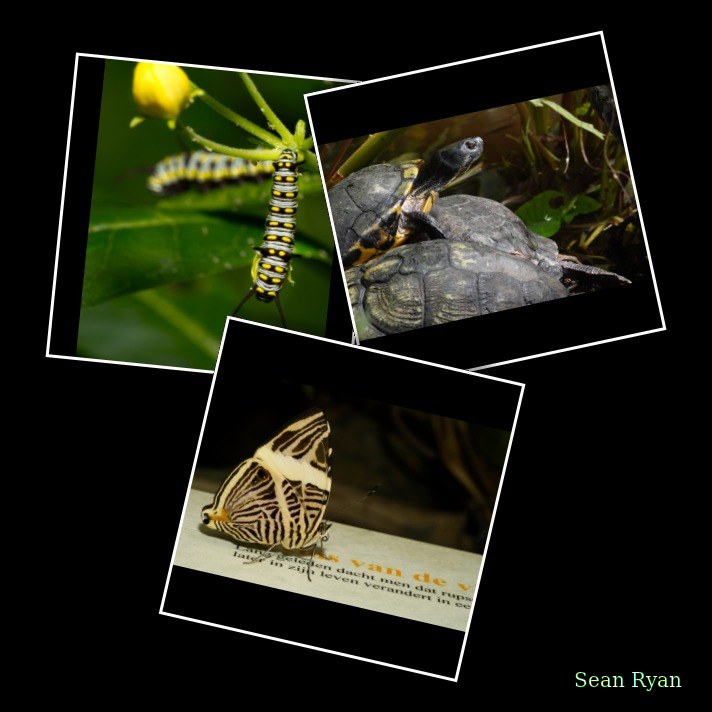 2024-08 - Vlinders Aan De Vliet - Leidschendam