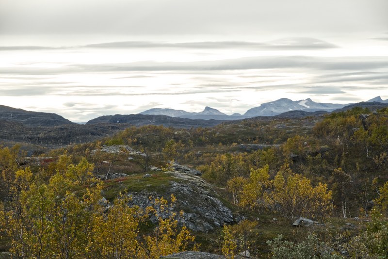 Ulsvag To Abisko Via Polar Park - RX108493.editted