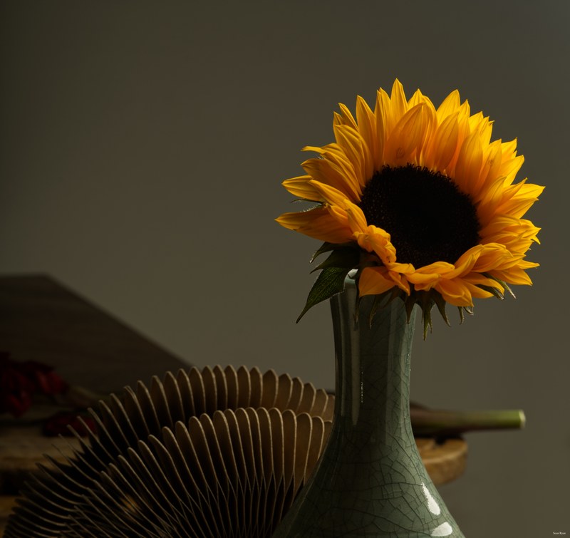 2024-10 - Still Life In A Studio - Den Haag - SA707017.editted
