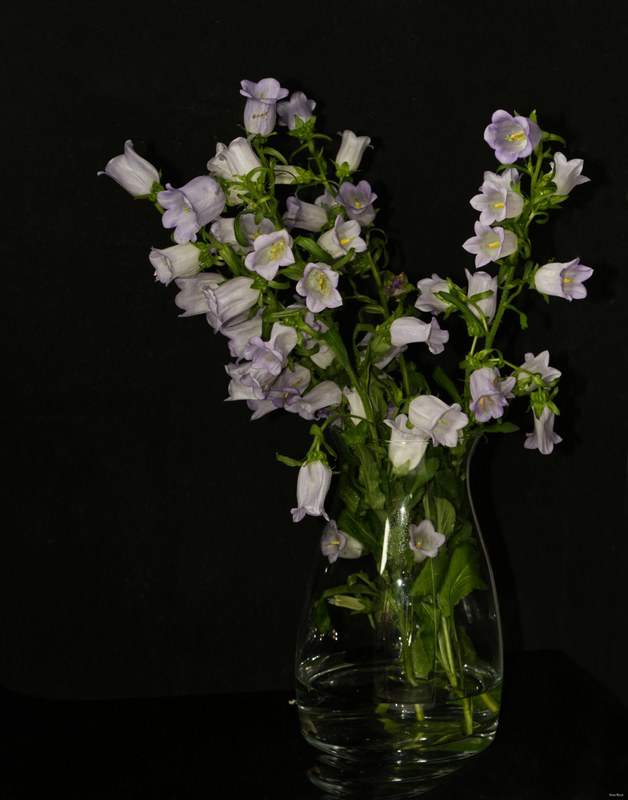 2024-10 - Still Life In A Studio - Den Haag - SA707055.editted