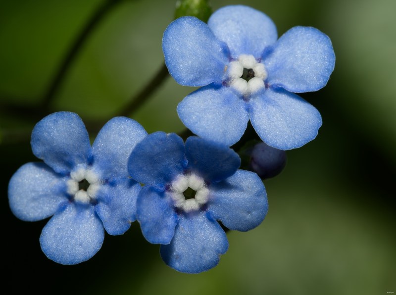 2024-05 - Leiden Botanical Gardens - Spring - SA708291.editted.forget-me-nots