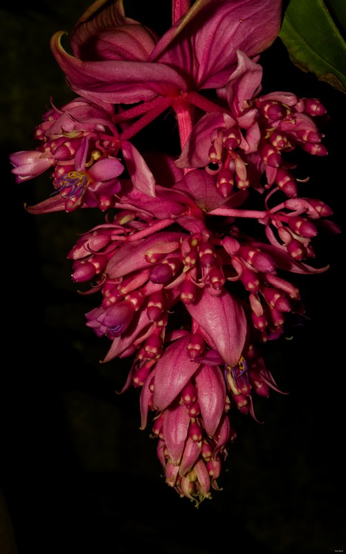 2024-05 - Leiden Botanical Gardens - Spring - SA708301.editted