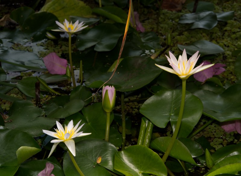 2024-05 - Leiden Botanical Gardens - Spring - SA708332.editted