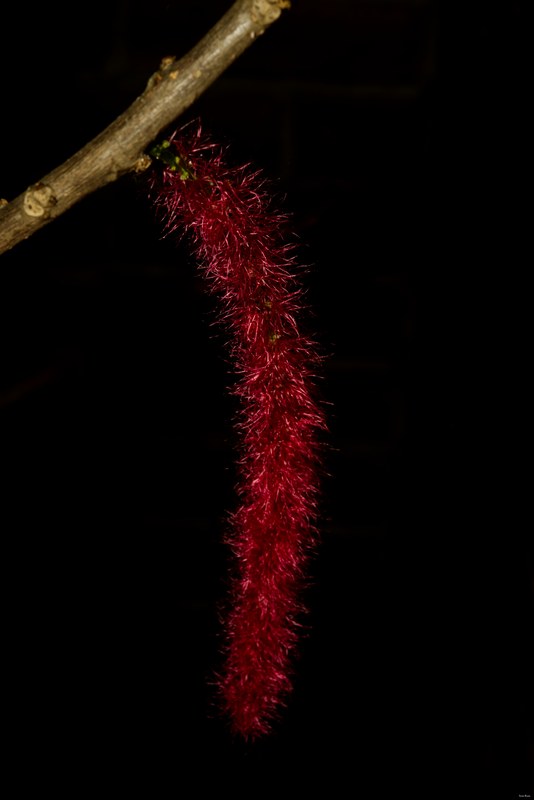 2024-05 - Leiden Botanical Gardens - Spring - SA708333.editted