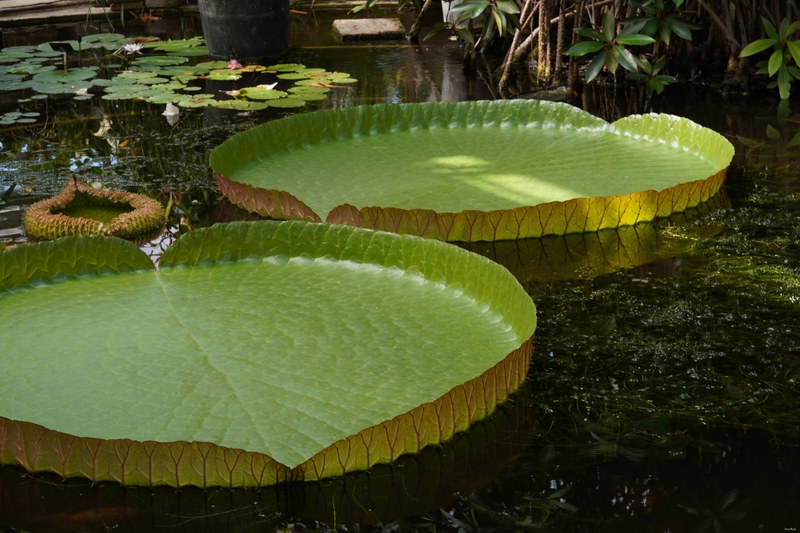 2024-05 - Leiden Botanical Gardens - Spring - SA708345.ok