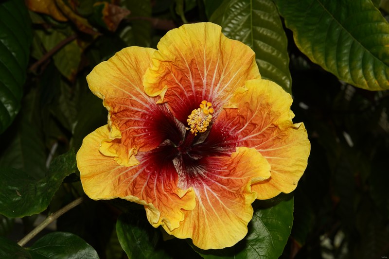 2024-05 - Leiden Botanical Gardens - Spring - SA708357.ok