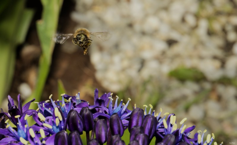 2024-05 - Leiden Botanical Gardens - Spring - SA708377.bee-flying