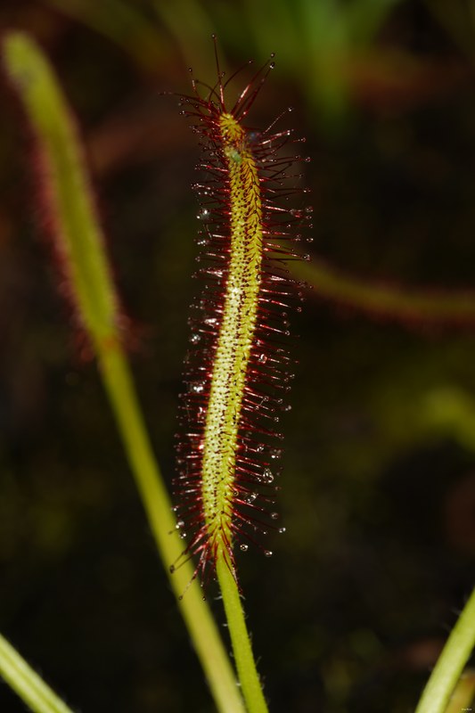 2024-05 - Leiden Botanical Gardens - Spring - SA708402.better