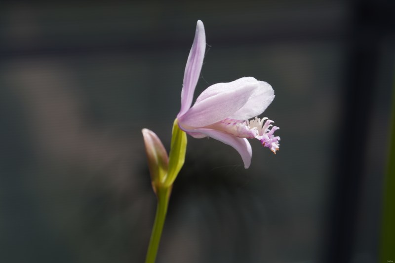 2024-05 - Leiden Botanical Gardens - Spring - SA708421.ok