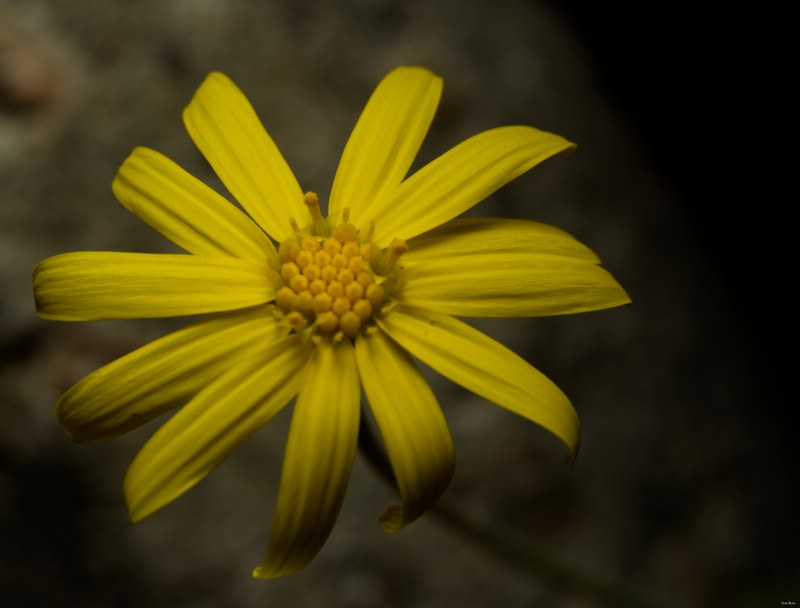 2024-05 - Leiden Botanical Gardens - Spring - SA708447.editted