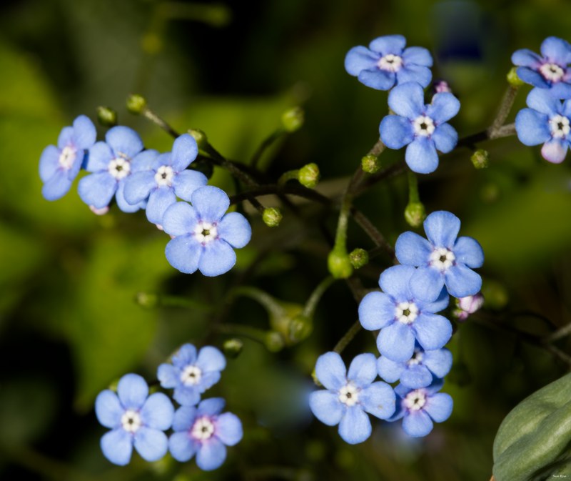 2024-05 - Leiden Botanical Gardens - Spring - SA708482.editted