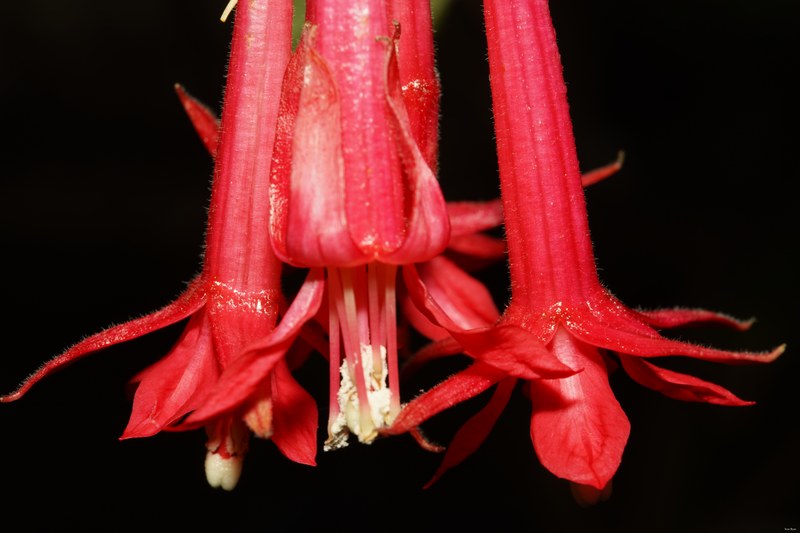 2024-05 - Leiden Botanical Gardens - Spring - SA708493.ok