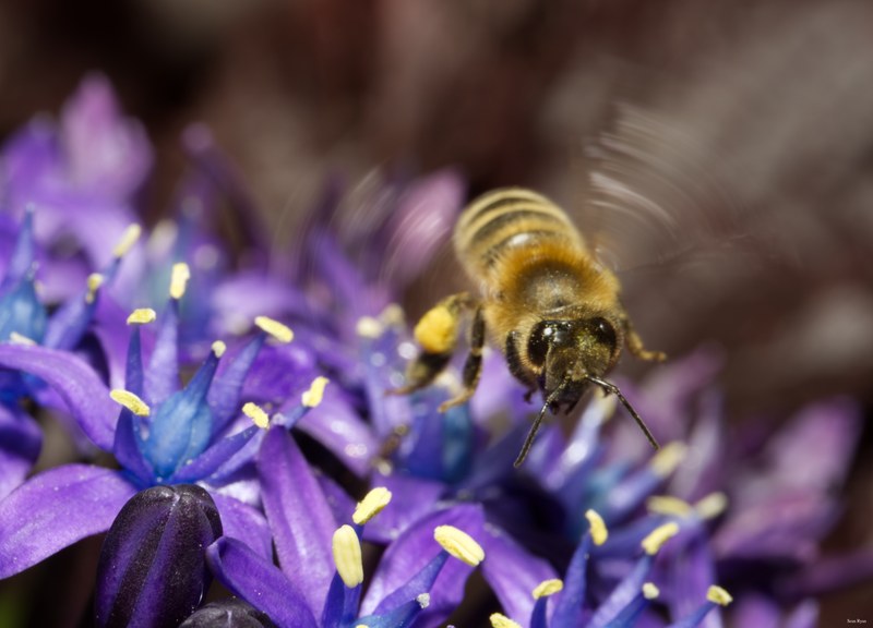 2024-05 - Leiden Botanical Gardens - Spring - Every Day Photos