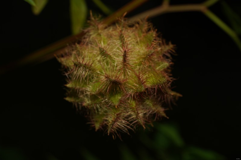 2024-10 - Leiden Botanical Gardens - Autumn - SA706902.ok