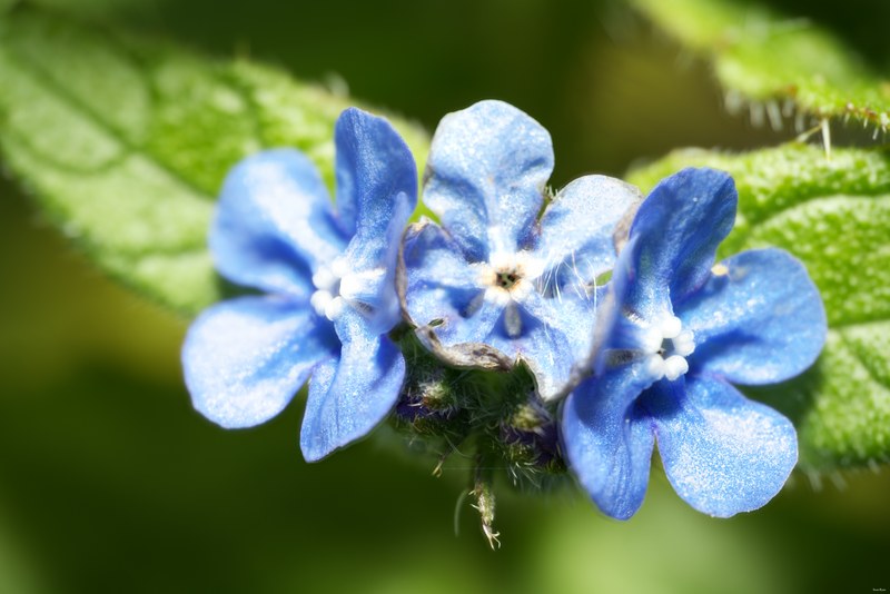 2024 04 - Rosarium Westbroekpark In Macro - SA708095_SA708096_focus_merged