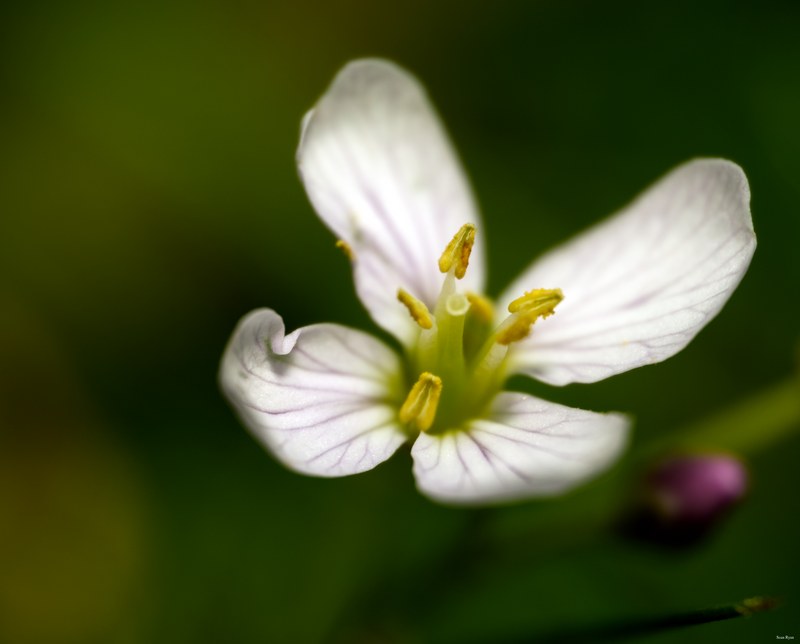2024 04 - Rosarium Westbroekpark In Macro - SA708122.editted