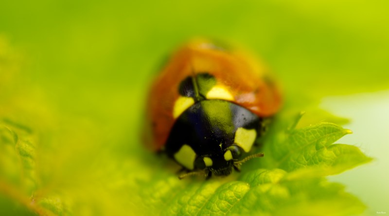 2024 04 - Rosarium Westbroekpark In Macro - SA708161.editted