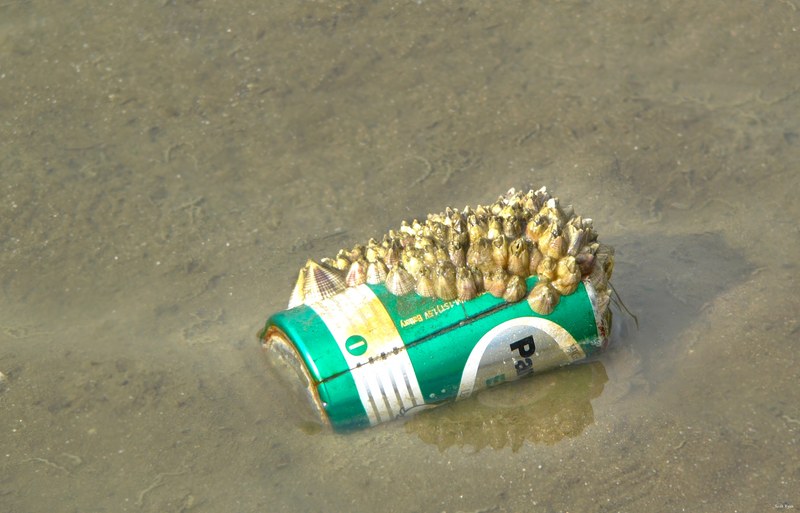 A Battery of Barnacles