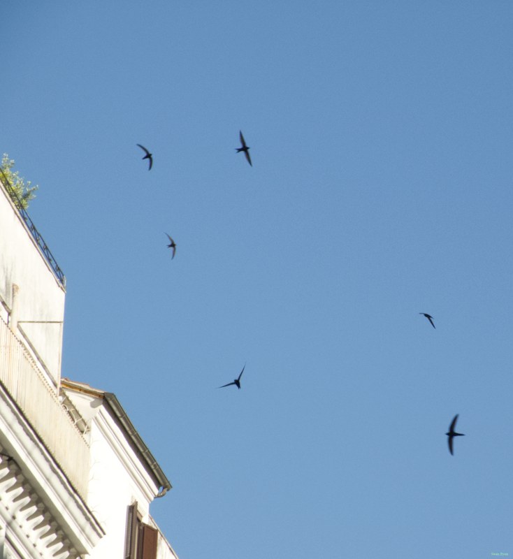 Swifts Of Rome At Low Altitude - Every Day Photos