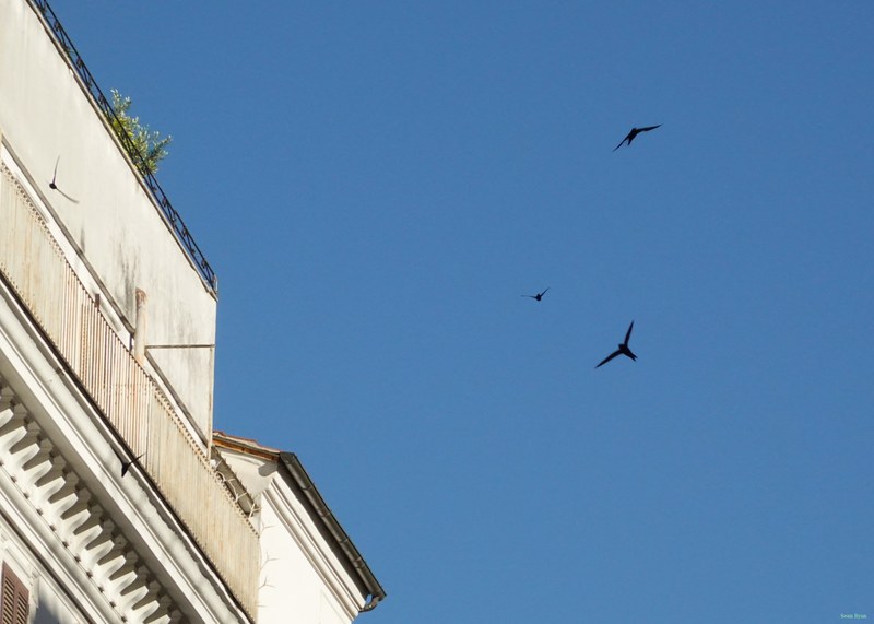 Swifts Of Rome At Low Altitude - RX101448.ok.editted