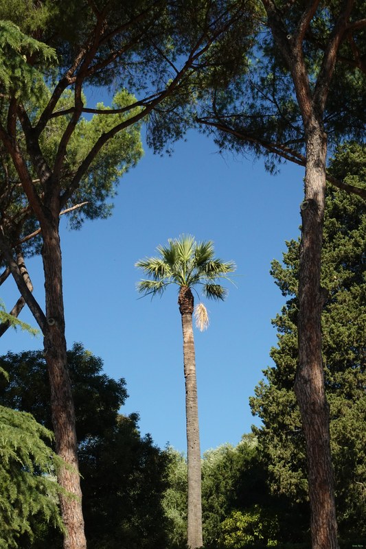 Views From Palatine Hill Including Colosseum - cover.RX101475.nice