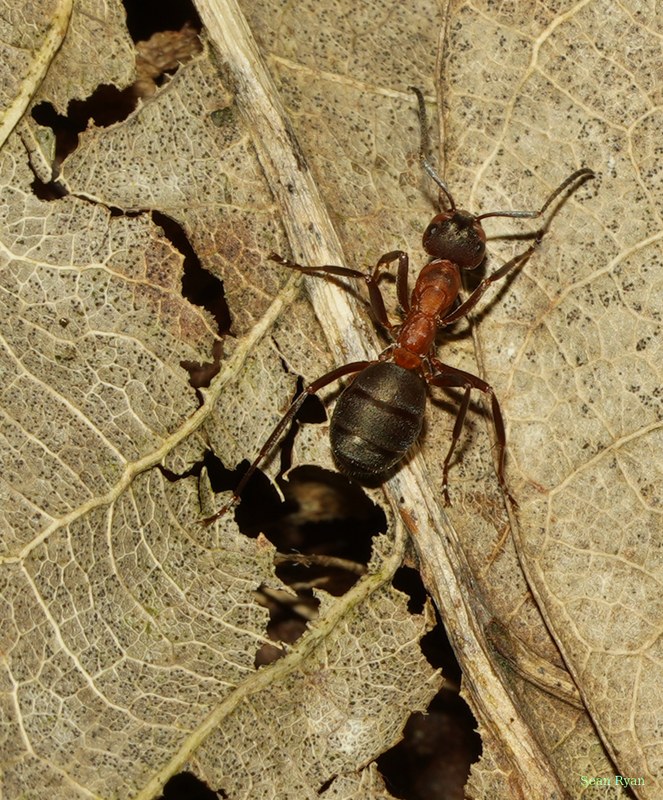 2025-06 - Texel Summer Bugs - SA707526.nice.crop-a-lot.cropped-4